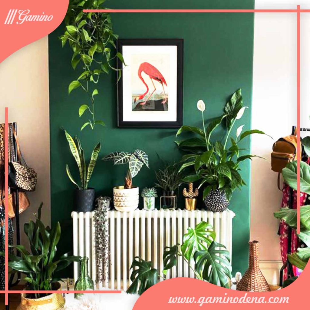 بهترین گل های آپارتمانی زیبا و مقاوم + مفید برای سلامتی